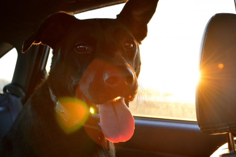 Free stock image of Hey Doggy created by Unsplash