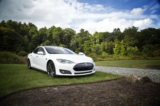 White beauty - Free Stock Photo