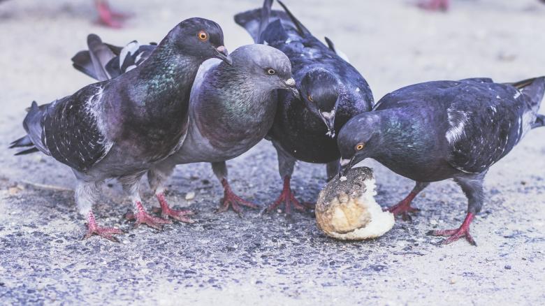 Free stock image of Eat it created by Unsplash