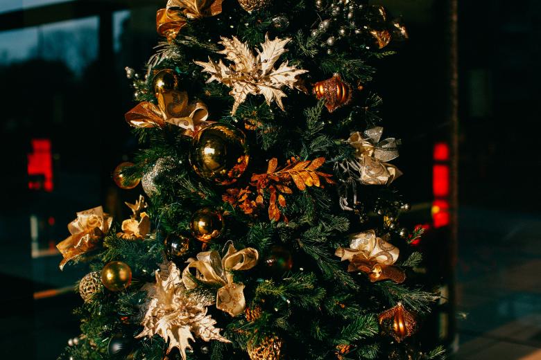 Free stock image of The Tree created by Unsplash