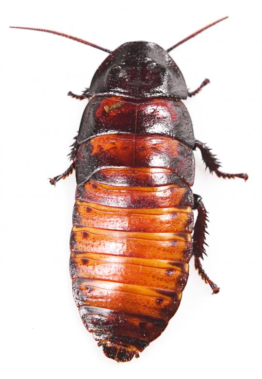 Free stock image of Madagascar Cockroach created by 2happy