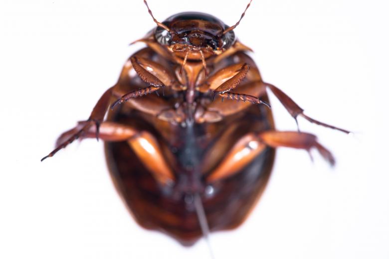 Free stock image of cockroach created by 2happy