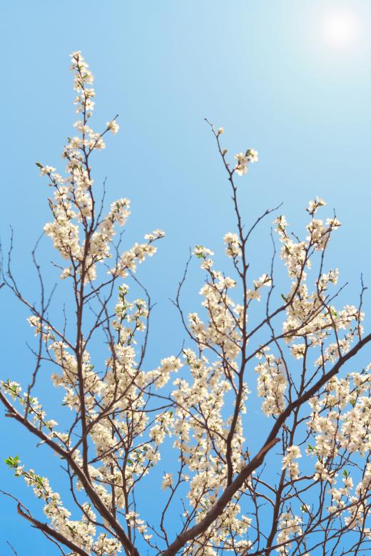 Free stock image of blooming flowers branch created by 2happy
