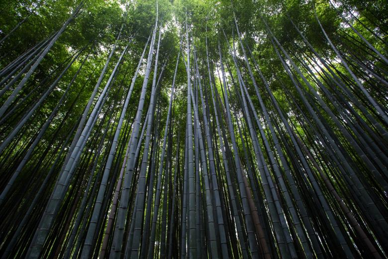 Free stock image of Bamboos created by Unsplash