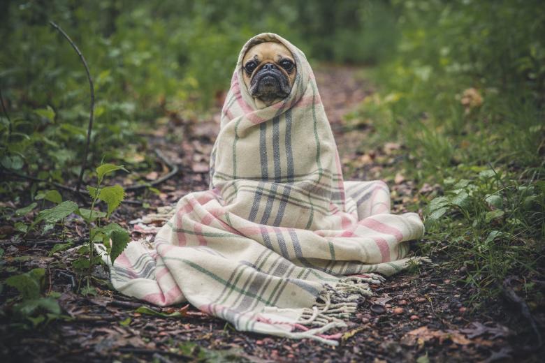 Free stock image of Dog wrapped in blanket created by Unsplash