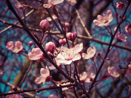 Almond Blossom - Free Stock Photo