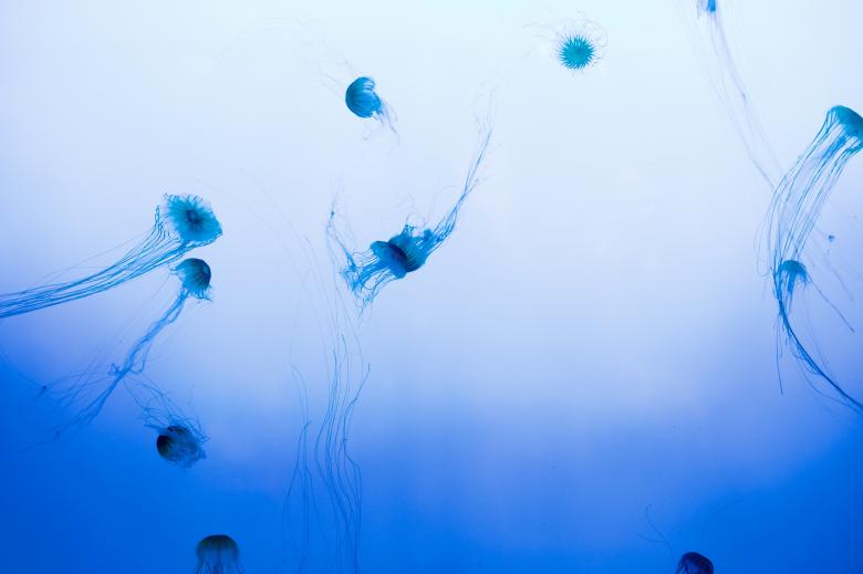Free stock image of Jelly Fish created by Unsplash