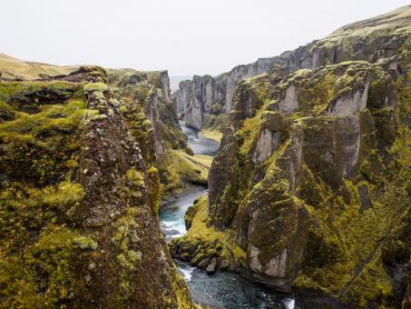 Free Stock Photo of Green Tops