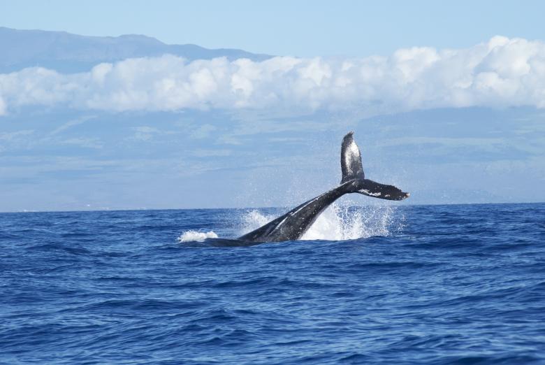 Free stock image of Whale created by Unsplash