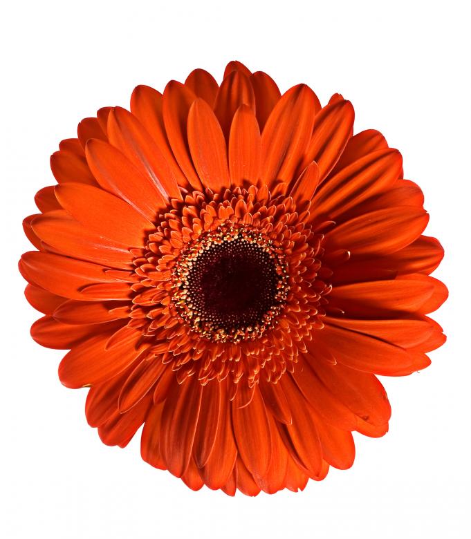 Free stock image of Red Gerbera created by 2happy