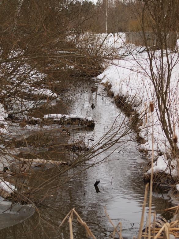 Free stock image of Birds in winter created by Marko Mäkinen
