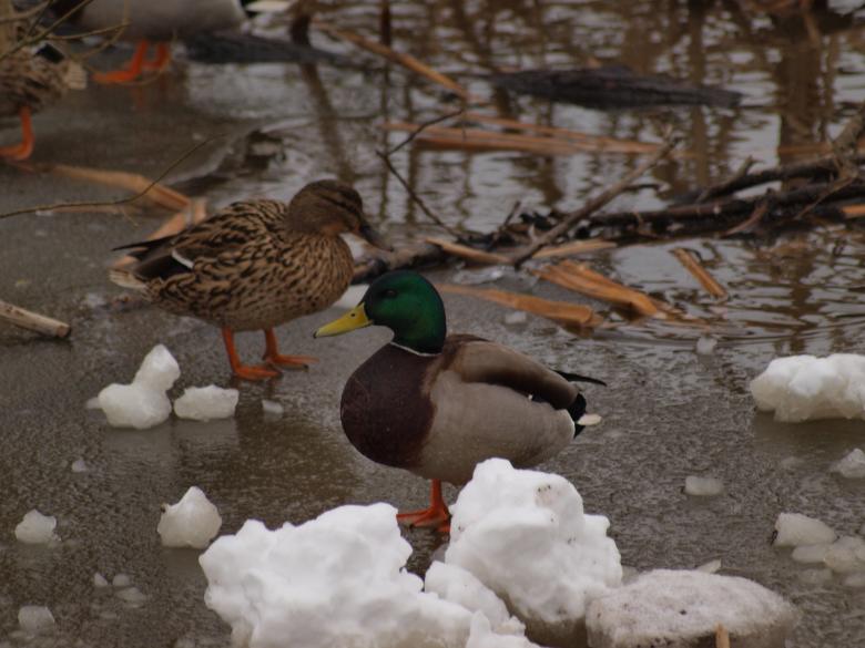 Free stock image of Ducks in Winter created by Marko Mäkinen