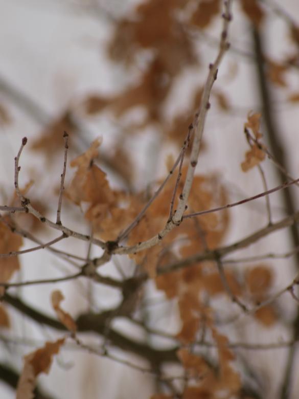 Free stock image of Plant created by Marko Mäkinen