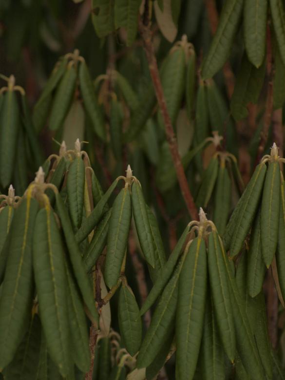 Free stock image of Plant created by Marko Mäkinen