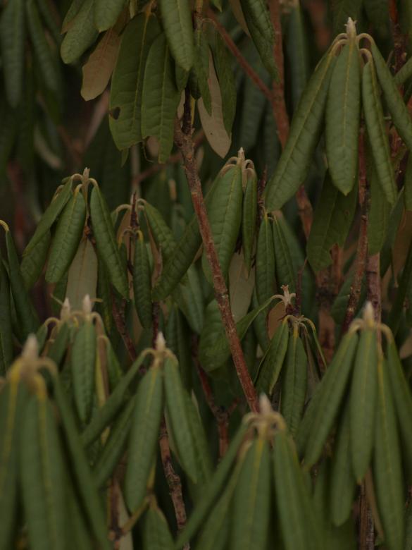Free stock image of Plant created by Marko Mäkinen