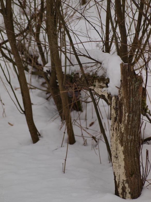 Free stock image of Park at winter created by Marko Mäkinen