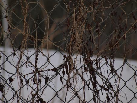 Free Stock Photo of Fence with plants