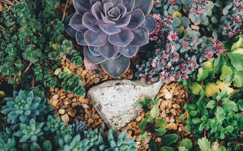 Free stock image of Flowers and Plants created by Unsplash
