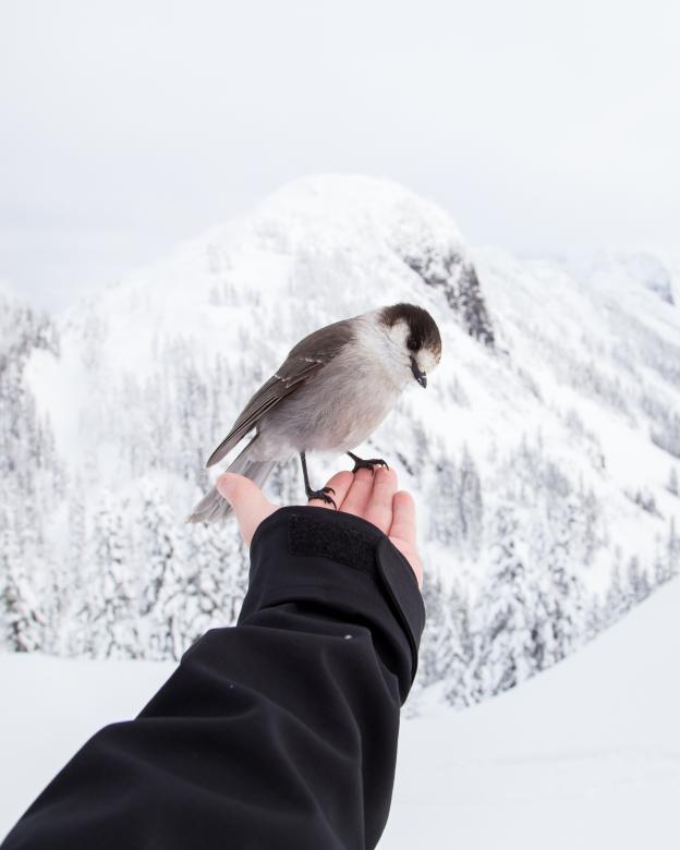 Free stock image of Bird on the hand created by Unsplash