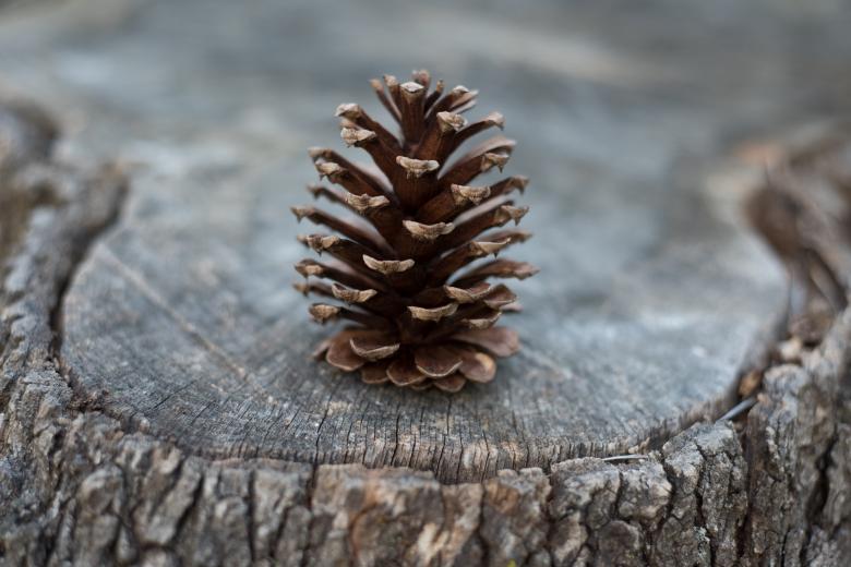 Free stock image of Wood Art created by Unsplash
