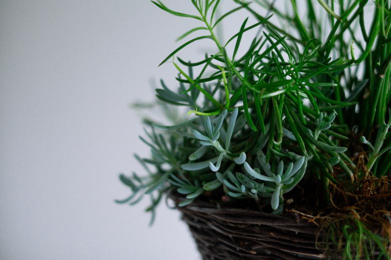 Free stock image of Green leaves created by Unsplash