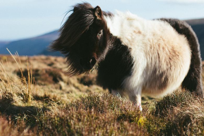 Free stock image of Hairy Horse created by Unsplash