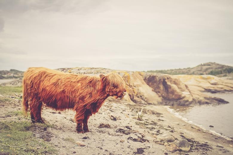 Free stock image of Brown Cow created by Unsplash