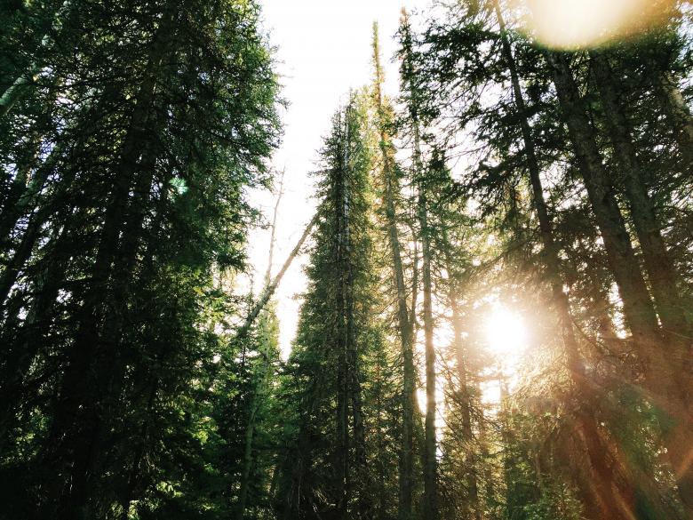 Free stock image of Green Nature created by Unsplash