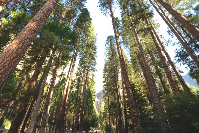 Free stock image of Giant Trees created by Unsplash
