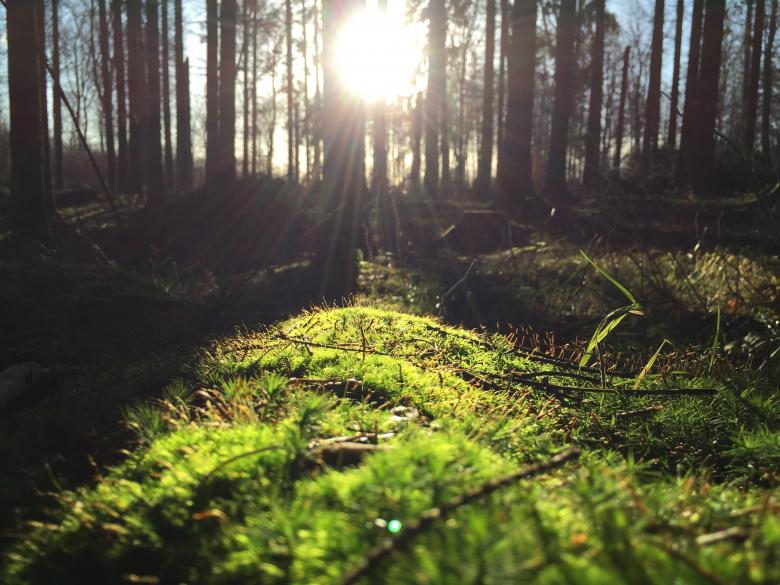 Free stock image of Rays hitting the grass created by Unsplash