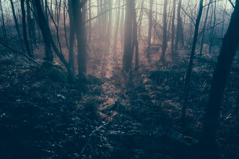 Free stock image of Bunch of trees created by Unsplash
