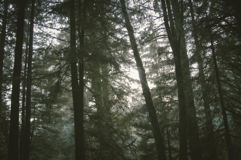 Free stock image of Forest created by Unsplash