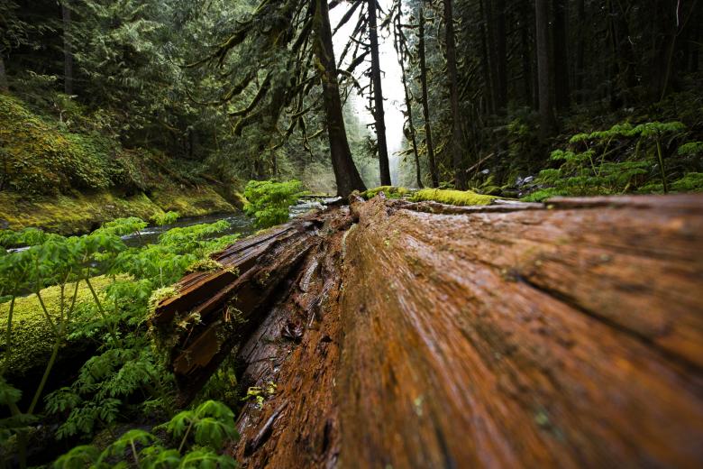 Free stock image of Torn apart tree created by Unsplash