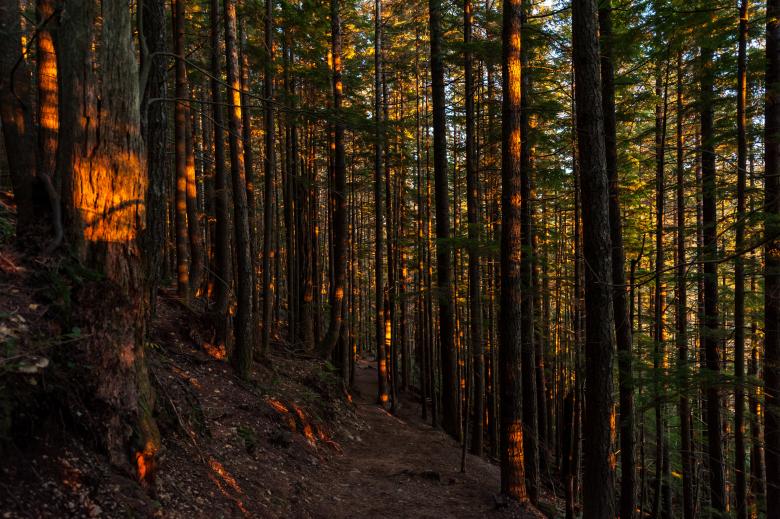 Free stock image of Woods created by Unsplash