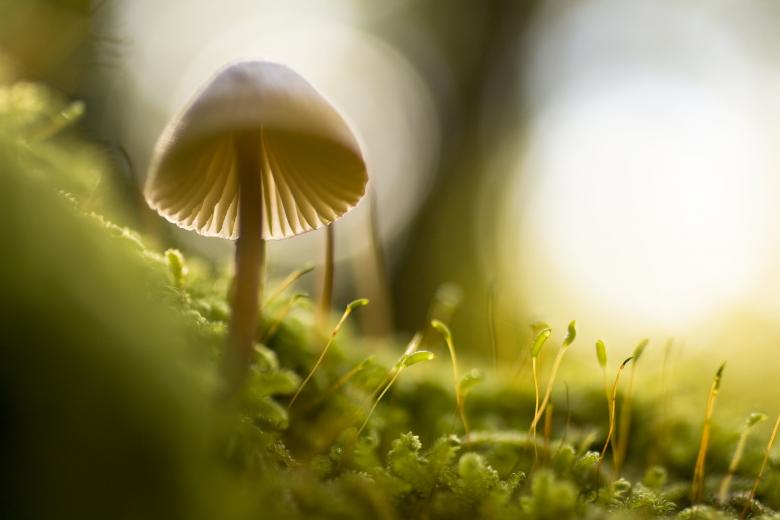 Free stock image of Mushroom created by Unsplash