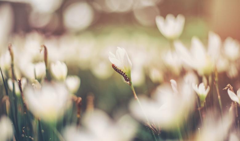 Free stock image of Insect on the flower created by Unsplash