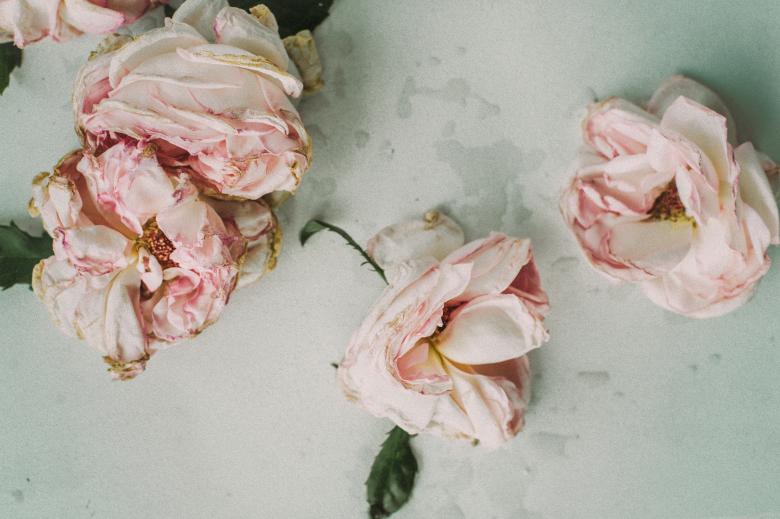 Free stock image of Dead Pink Roses created by Unsplash