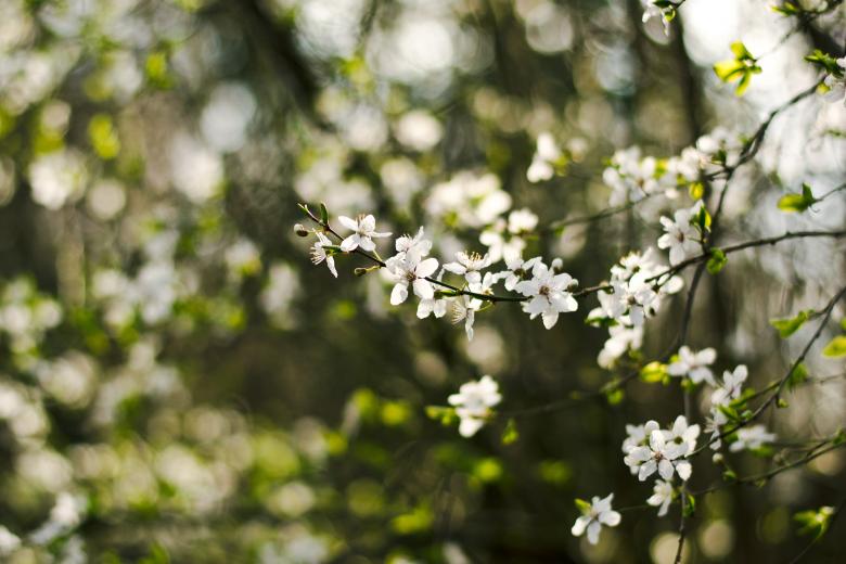 Free stock image of Green Environment created by Unsplash