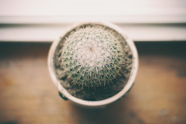 Free stock image of Cactus pot created by Unsplash