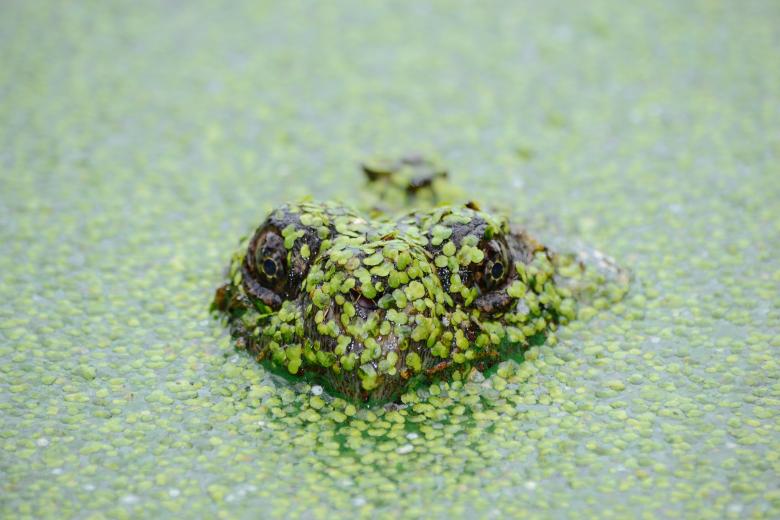 Free stock image of Lizard created by Unsplash