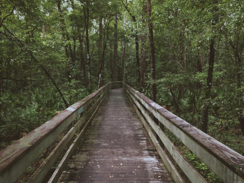Free stock image of The Bridge in the woods created by Unsplash
