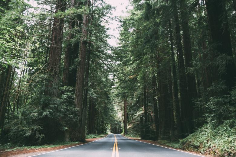 Free stock image of Through the woods created by Unsplash