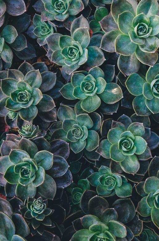 Free stock image of Flowers created by Unsplash