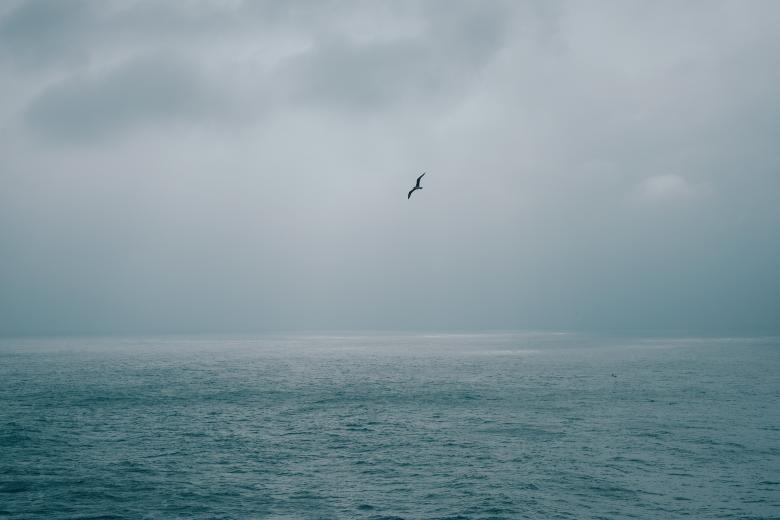 Free stock image of Wandering Bird created by Unsplash