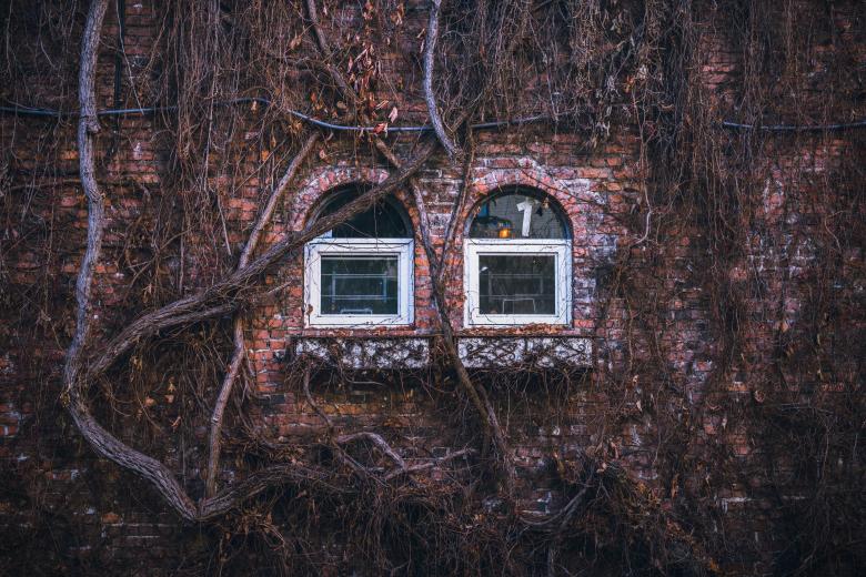 Free stock image of Roots created by Unsplash