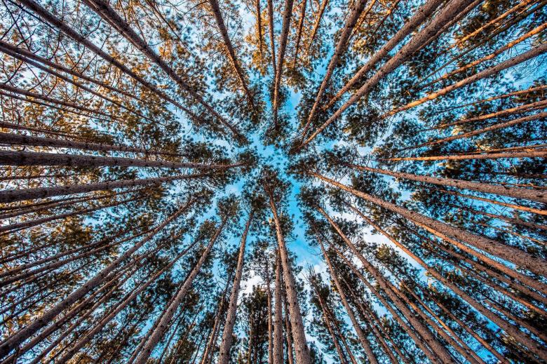 Free stock image of Tree tops created by Unsplash
