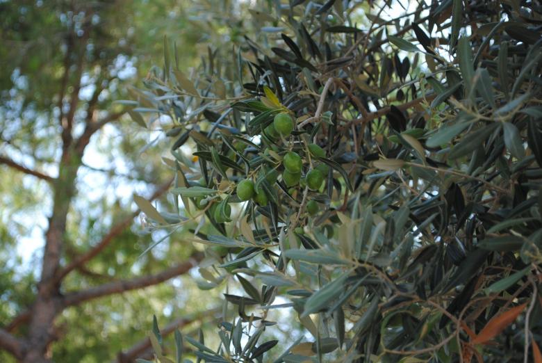 Free stock image of Olive tree created by Bee 
