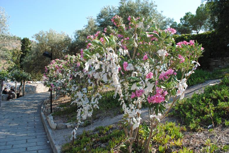 Free stock image of Embellished tree in Turkey created by Bee 