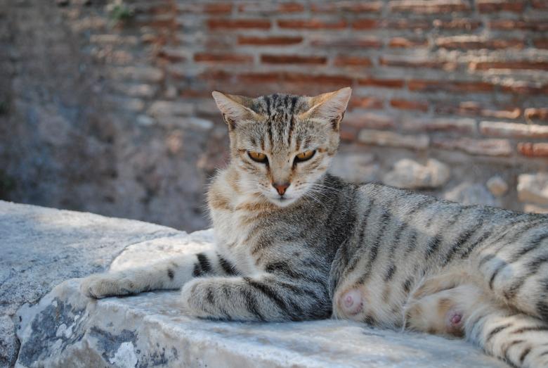 Free stock image of Royal egyptian cat laying on ruins created by Bee 