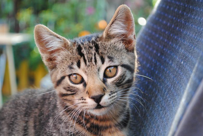 Free stock image of Lost kitty created by Bee 